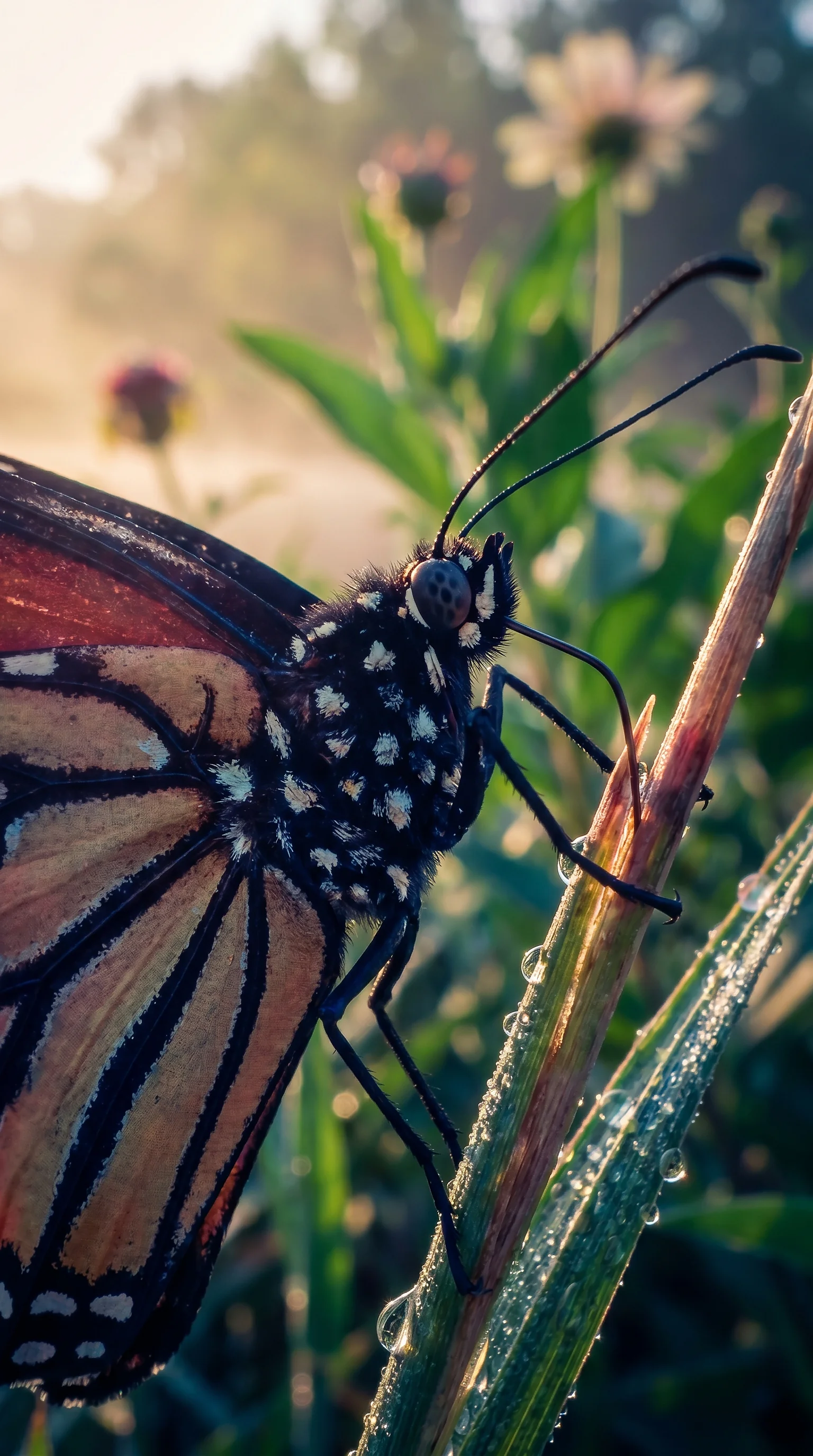Macro butterfly